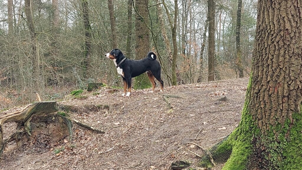 En profil foto van een Appenzeller Sennenhond die staat op een helling in een bos.