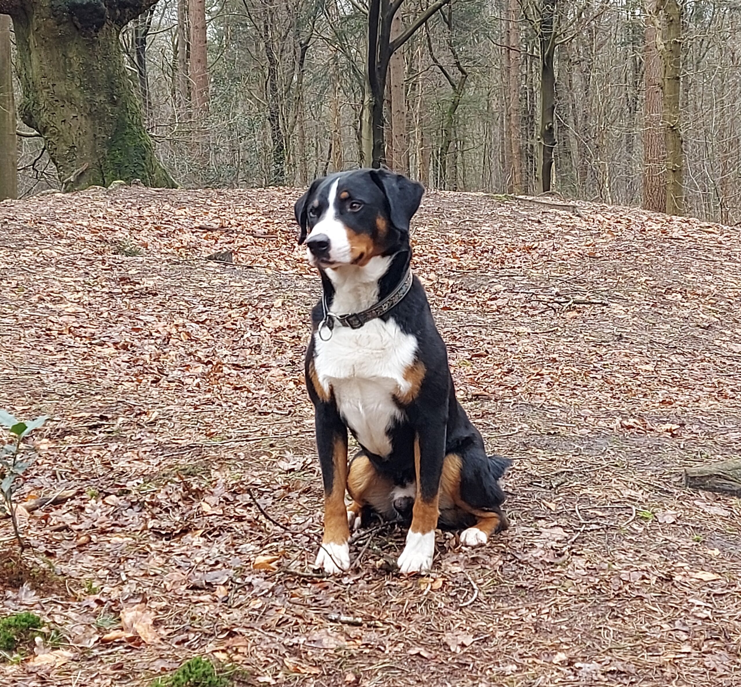 Appenzeller Sennenhond zit op een helling in een bos.