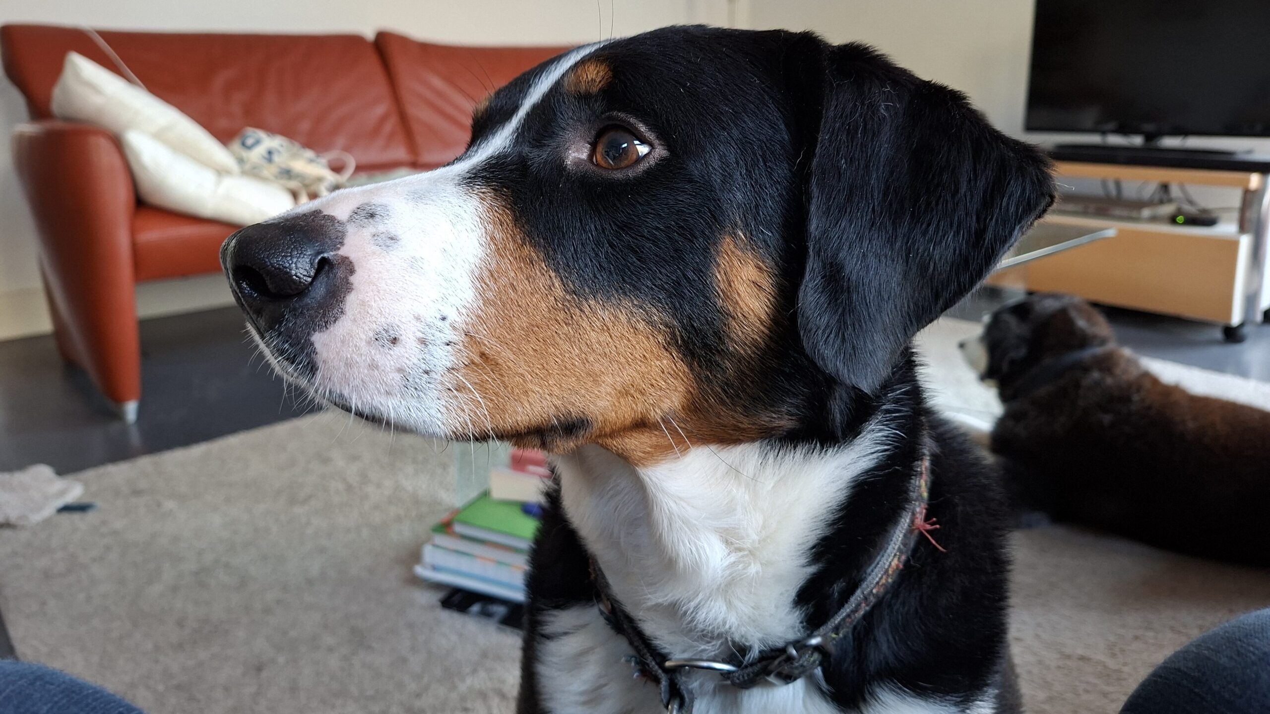 Kopdetail, Appenzeller Sennenhond in een huiskamer